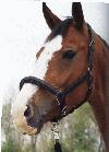 L�dergrime sort -m/blanke sp�nder.